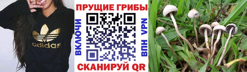 Галлюциногенные грибы MAGIC MUSHROOMS  Купить  Кириллов 